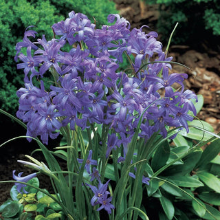 Lavender Mountain Lilies