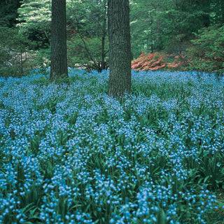 English Bluebells