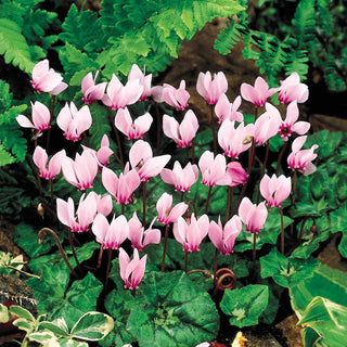 Hardy Cyclamen