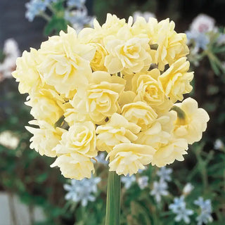 Spring Cheer™  Daffodil