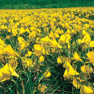 Golden Bells Carpet Daffodil