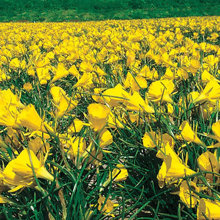 Golden Bells Carpet Daffodil