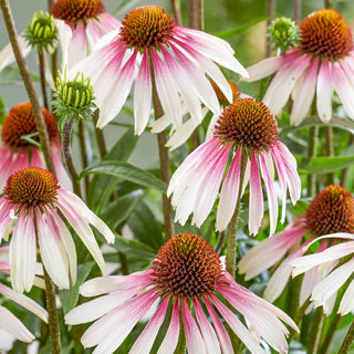 Pretty Parasols Coneflower