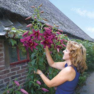 Purple Prince Lily Tree