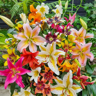 All-Season Lily Mixture