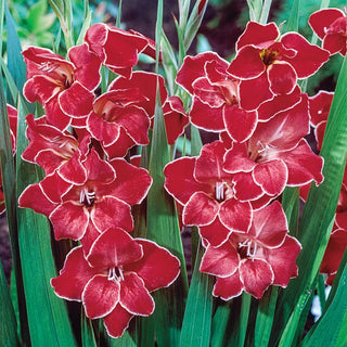 Atom Hardy Gladiolus