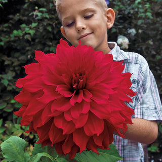 Winkie Colonel Super Size Dahlia