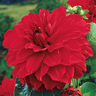 Winkie Colonel Super Size Dahlia