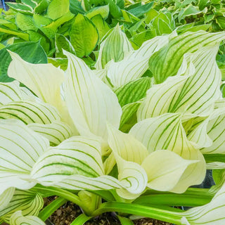 Improved White Feather Hosta