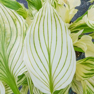 Improved White Feather Hosta