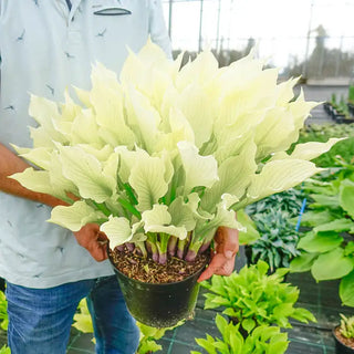 Improved White Feather Hosta