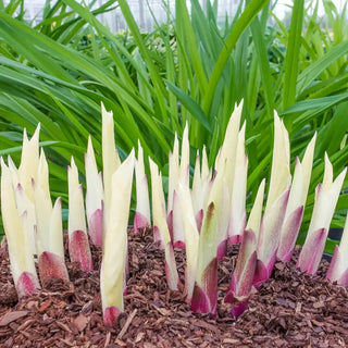 Improved White Feather Hosta