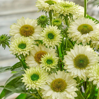 White Perfection Coneflower