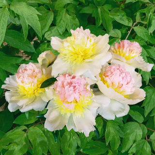 Honey Gold Peony