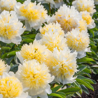 Honey Gold Peony