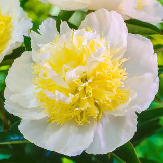 Honey Gold Peony