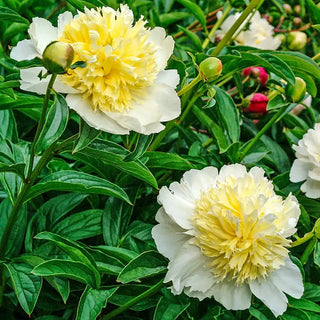 Honey Gold Peony