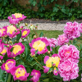 Bowl Of Beauty Peony