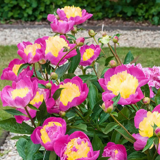 Bowl of Beauty Peony