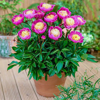 Bowl of Beauty Peony