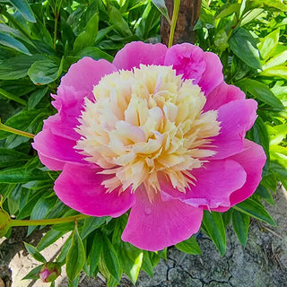 Bowl of Beauty Peony