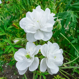 Laura Double Hardy Geranium