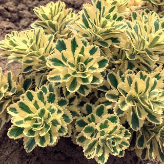 Atlantis Sedum