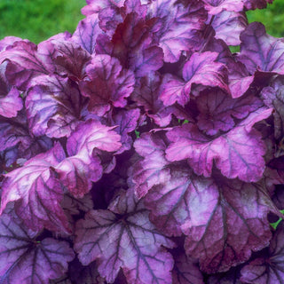 Plum Royale Heuchera