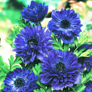 Blue Daisy Anemone