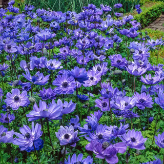 Blue Daisy Anemone