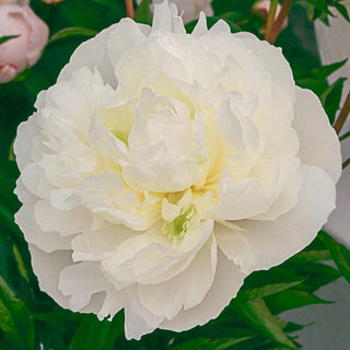 Duchesse De Nemours Peony