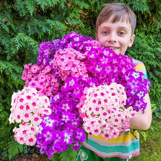 Tall Eye Phlox Mixture 