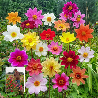 Bee Friendly Single Flowered Dahlia Mixture