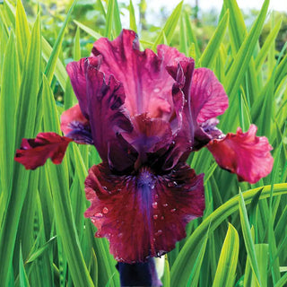 Bounce Bearded Iris