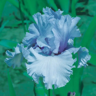 Cafe Bleu Reblooming Bearded Iris