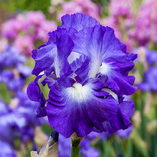 City Lights Reblooming Bearded Iris