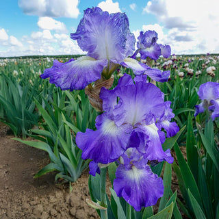 City Lights Reblooming Bearded Iris