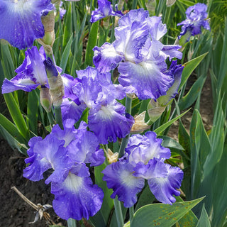 City Lights Reblooming Bearded Iris