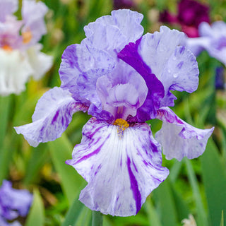 Elainealope Reblooming Bearded Iris