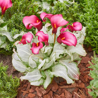 Frozen Queen Calla Lily