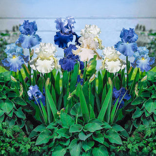 Heavenly Blues Bearded Iris Mixture