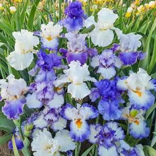 Heavenly Blues Bearded Iris Mixture