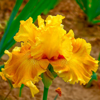 Oregon Firestorm Reblooming Bearded Iris