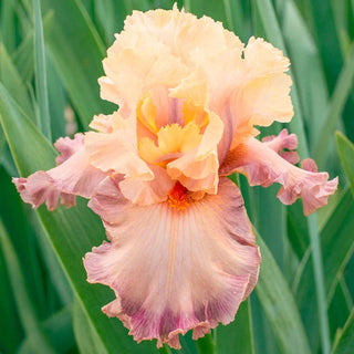 Poster Girl Bearded Iris