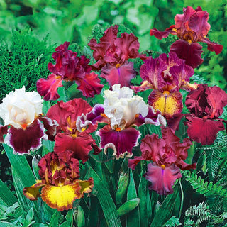 Red Bearded Iris Mixture