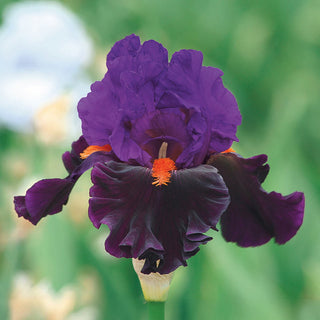 Sharp Dressed Man Tall Bearded Iris