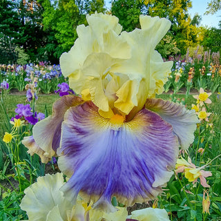 Style Traveller Bearded Iris