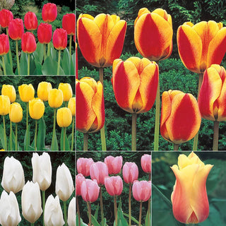 Wow Perennial Tulip Collection