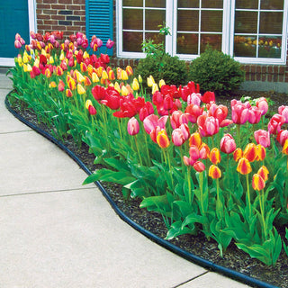 Tulip Mixes and Collections