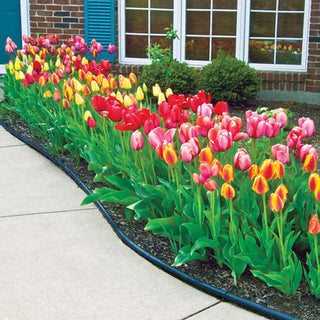 Jumbo Perennial Tulip Collection